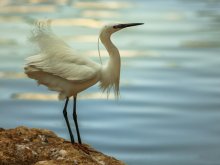 Little Egret / ***