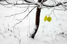 yellow / ***