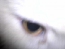 Eagle eye / ***