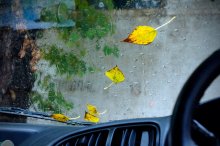 Autumn / ***
