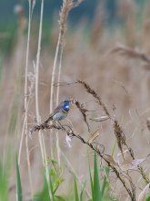 Bluethroat (male) / ***