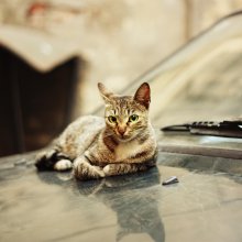 cat abarmot / ***