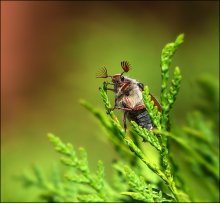 Cockchafer / ***