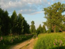 Summer day / ***