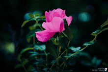 flower / ***