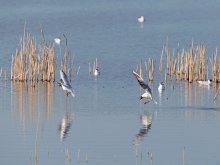 Gull lake. Lezghinka / ***