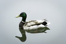 Duck on the river / ***