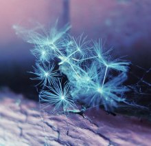 Flowers on Gliese 581 / ***