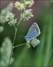 Gourmand / ***
