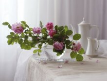 Pink dreams .... / .................