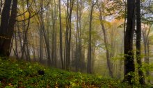 Autumn woods or on the trail of the past summer / ***