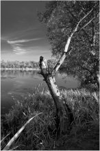 Landscape with dead tree / ...