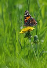 Painted lady / ***