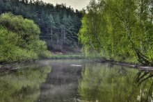 Forest Silence / ***