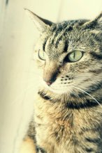 cat / ***