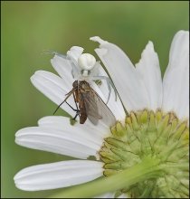 Life, and not just under the daisies ... / ***