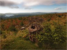 ... About the stump and Firs ... / ***