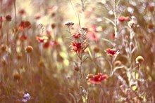 summer mood :) / ..........