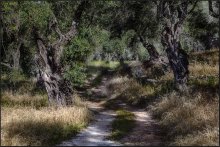 In der griechischen die Wälder ....... / ***
