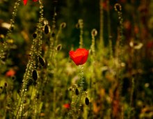 Mohn / ***