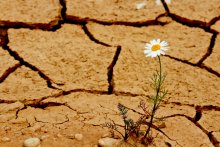 Flower in the Desert / ***