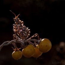 Backlit. MANTIS. / ***