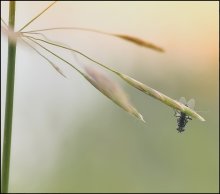 Der Nachteil ... / ***
