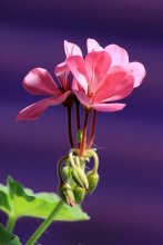 Geranium / ***