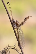 Dornröschen / Bubopsis andromache