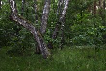 The old birch / ***
