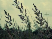 summer day / ...