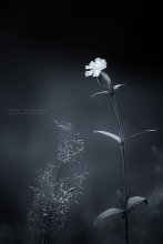Dialogue / ***