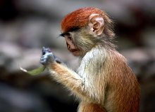 marmoset / ***
