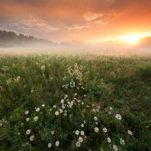 Dawn with daisies / ___