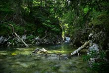 in the woods / ***