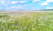 Russian field / ***