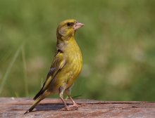 Greenfinch / ***