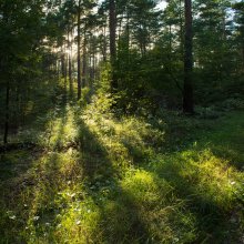 forest_time / ***