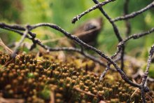 living and the dead / ...