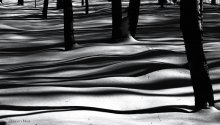 Ocean Forest / ...