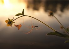Bei Sonnenuntergang / ***
