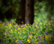On the carpet of flowers we rebuild / ...