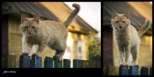 Kat / ***