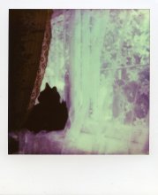  / Polaroid 600
