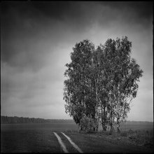 Birches .. / ***