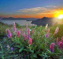 Sonnenuntergang Strauß / ***