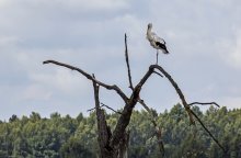 With a stork / ***