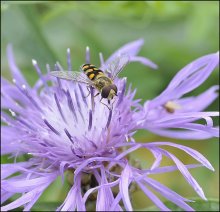 Gestreift Stimmung ... / ***