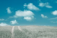 The road to heaven / ***