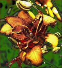 day-lily / ***
